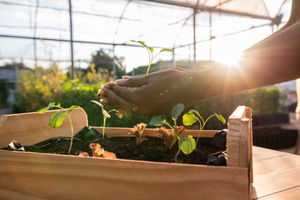 Hands holding plant over soil land, sustainability.